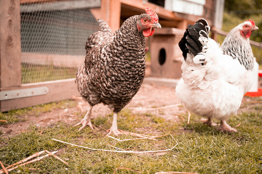 Mechelner Henne Huhn H&uuml;hnerhaltung