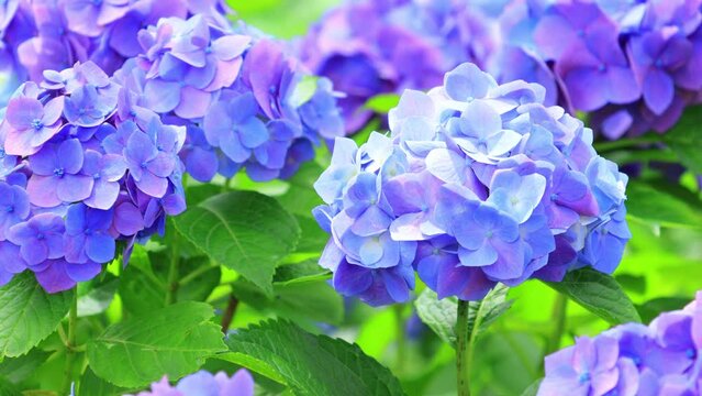 blue  hydrangea flowers in garden