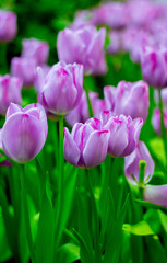 violet poppy flowers in summer. Opium poppy field