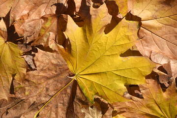 Yellow maple leaves in autumn, textured background.