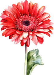 gerber daisy isolated