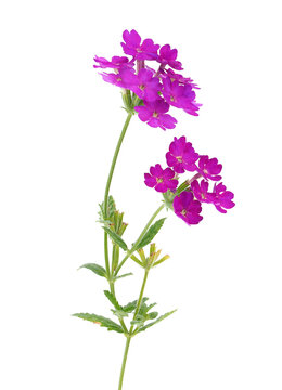 Slender vervain isolated on white background, Verbena rigida