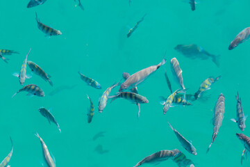 Obraz premium fish in the blue lagoon of Big Island in Angra dos Reis.