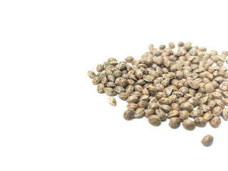 Cannabis seeds that are ready to be planted and bred. placed on a white background.