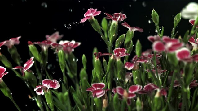 Falling drops of water on red flowers. Filmed is slow motion 1000 fps. High quality FullHD footage