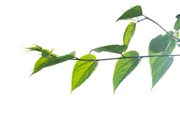 Tree isolated on whiet background. clipping path