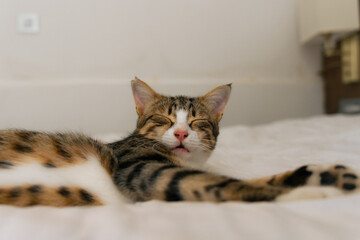 Naklejka premium cat on the bed