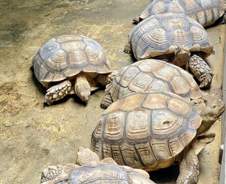 a photography of a group of turtles sitting on top of a cement floor, three turtles are sitting on the ground next to each other.