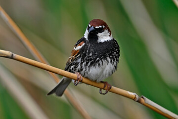 Weidensperling // Spanish Sparrow (Passer hispaniolensis) - Evros Delta, Greece