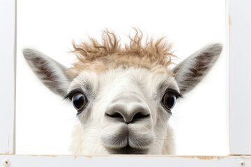 Obraz premium White llama peeks through a window or frame on a white background.