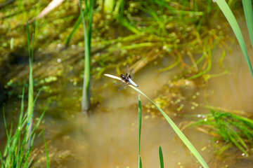 Coenagrionidae. blue dragonfly on a green leaf.