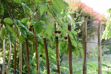 Kirschen hinter dem Gartenzaun