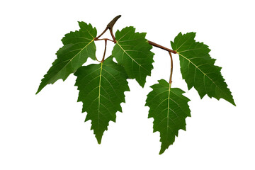 Grape leaves with tendrils, Grape leaves