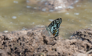 butterfly on the rock