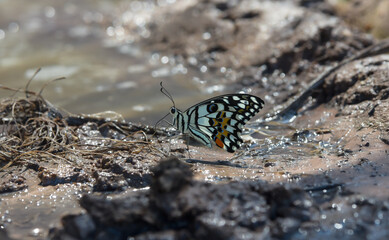 butterfly on the ground
