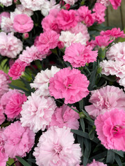 Oeillet mignardise rose en gros plan au jardin