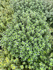 Plante de thym au jardin