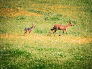 Naklejka premium roe deer in the grass