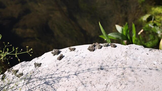 Baby toad leaps into dark water from a concrete pad.