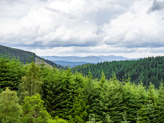 forest in the mountains