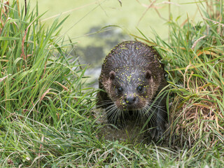 Otter Coming Out of a Lake Covered in Duckweed