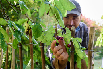 Kirschen aus Nachbars Garten