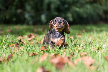 Rennender Rauhaardackel Welpe im Garten