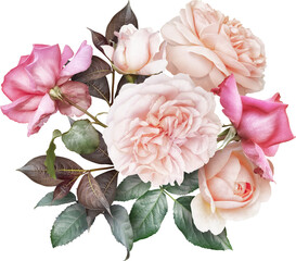 Pink roses isolated on a transparent background. Png file.  Floral arrangement, bouquet of garden flowers. Can be used for invitations, greeting, wedding card.