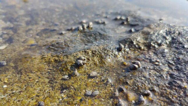 small sea creatures and shells that move, sea water texture background, conch conch