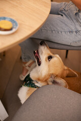 Fototapeta premium Corgi Pembroke dog sitting under the table at dog-friendly cafe
