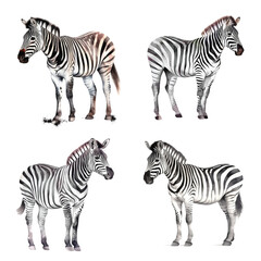 Set of four Zebras watercolor paint