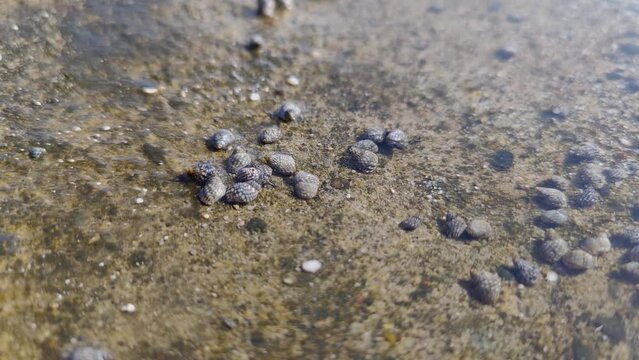 small sea creatures and shells that move, sea water texture background, conch conch