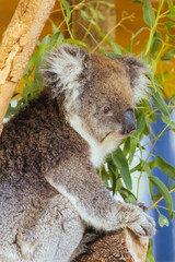 Fototapeta premium Koala in a Tree in Australia