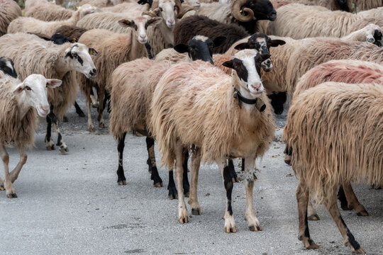 Goat Herd Blocking Road in Crete, Greece