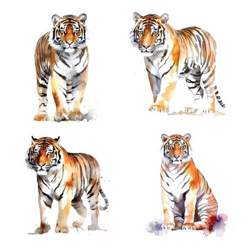 Tiger watercolor hand painting collection
