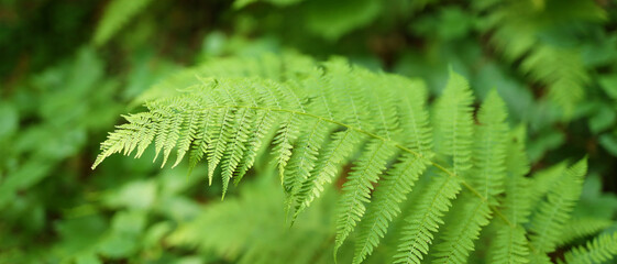 Close-up, big green fern leaf. © Andrii Zastrozhnov