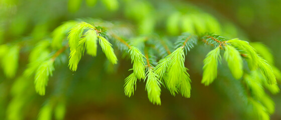 Green branches of a young pine tree on a blurred background.