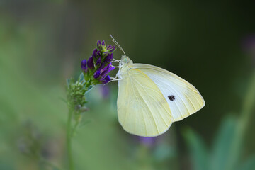 Kleiner Kohlweißling auf Luzerne.