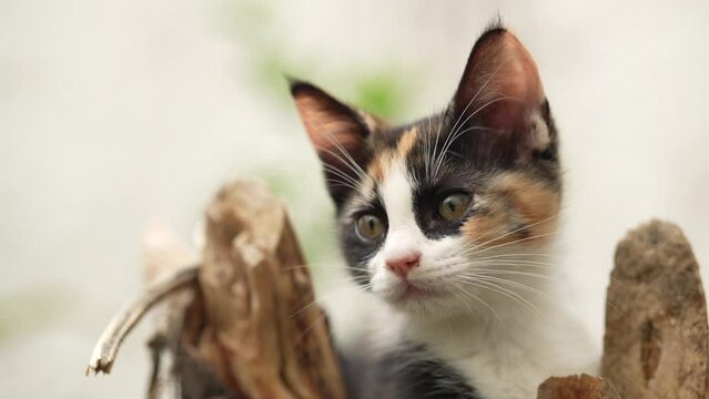 Gatito gato felino bebe atigrado con manchas buscando y jugando travieso y curioso con una mirada expresiva trepado en un tronco en una rama de un árbol seco al aire libre 