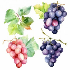 Fototapeta premium grapes with white background