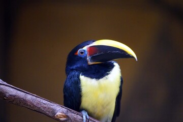 The green araçari (Pteroglossus viridis), is a toucan, a near-passerine bird. It is found in the lowland forests of northeastern South America. Vogelpark Walsrode, Germany.