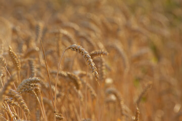 ear of wheat in golden hour