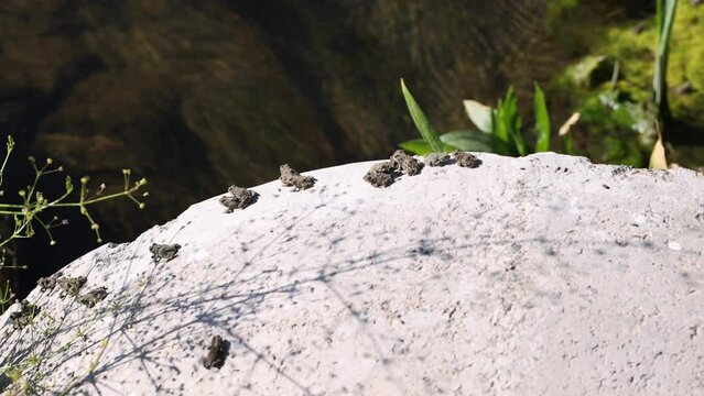  Baby toads come into focus as they leap of the edge of a culvert.