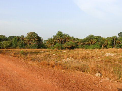 Rizi&egrave;re de la Casamance pendant la saison s&egrave;che