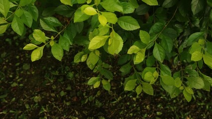 Fototapeta premium Duranta erecta gold mound plant leaves background. Golden dewdrop leaves