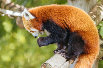 Nepalese Red Panda Eating in Australia