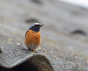 Common redstart, Phoenicurus phoenicurus. A male bird sits on the roof of a house
