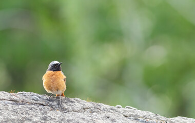 Common redstart, Phoenicurus phoenicurus. A bird sits on a rock