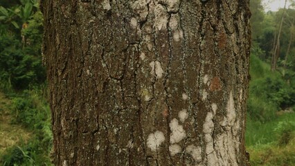 Close up tree trunk in the forest, textured background