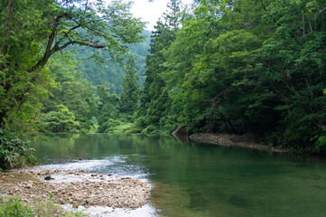 新緑の清流